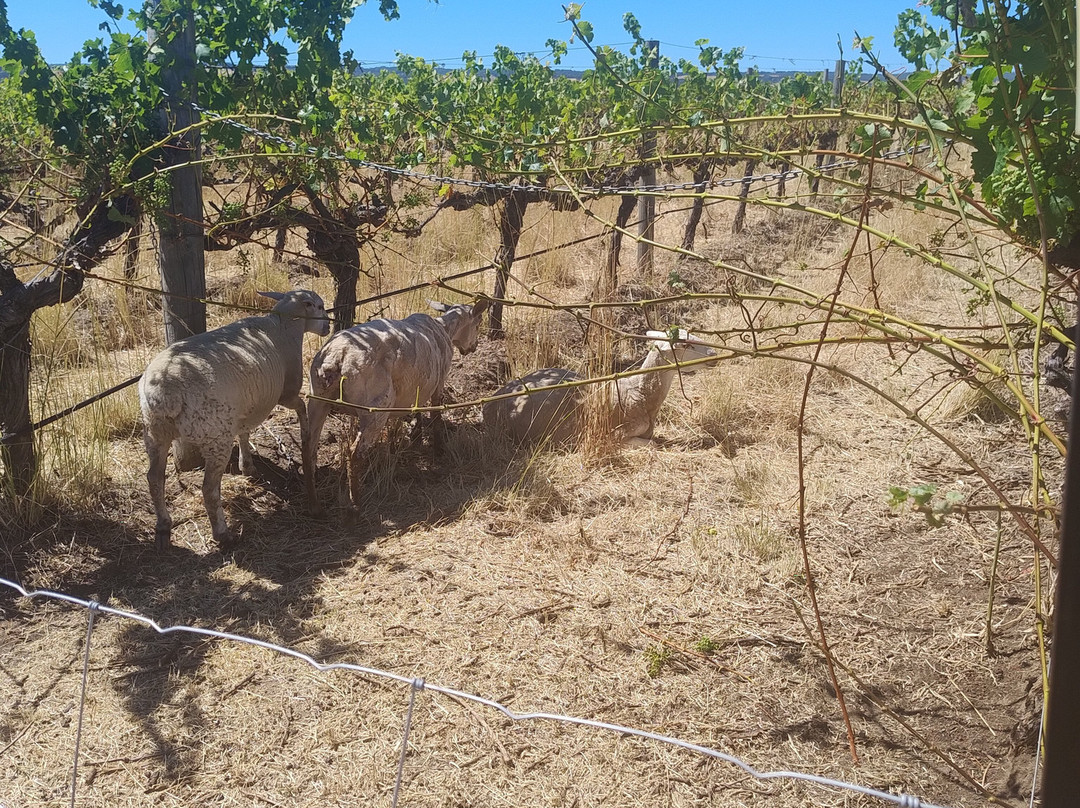 Hugh Hamilton Wines-麦克拉伦谷必去景点