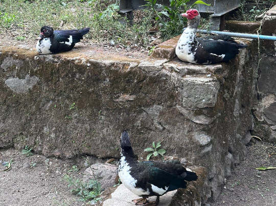 Huellas Mexicanas. Viajes y Experiencias Gastronomicas-墨西哥城必去景点