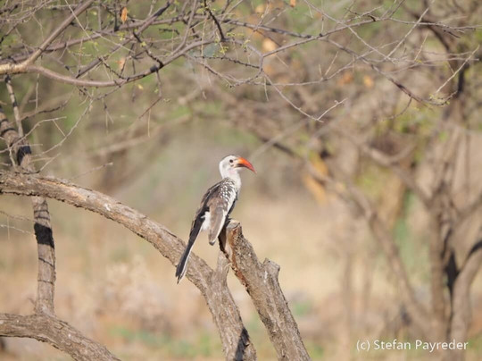 Bale Trek Ethiopia Tours-Goba必去景点