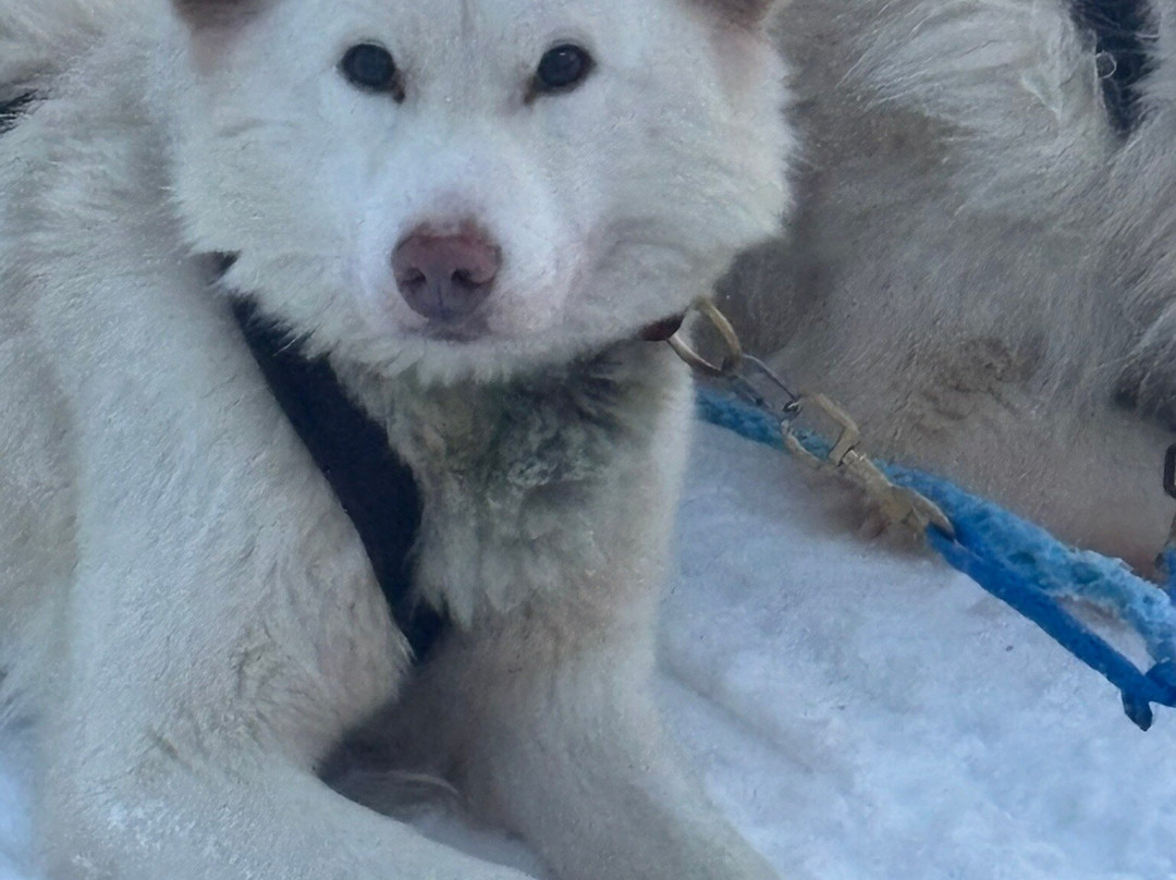 Primitif Aventure-伊瓦洛必去景点