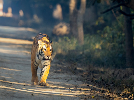 Camp TigerLily主图