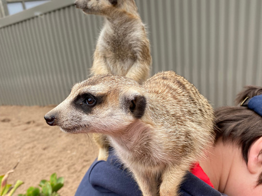 Ballarat Wildlife Park-巴拉瑞特必去景点