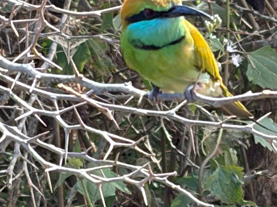 Amba Kola Udawalawa主图