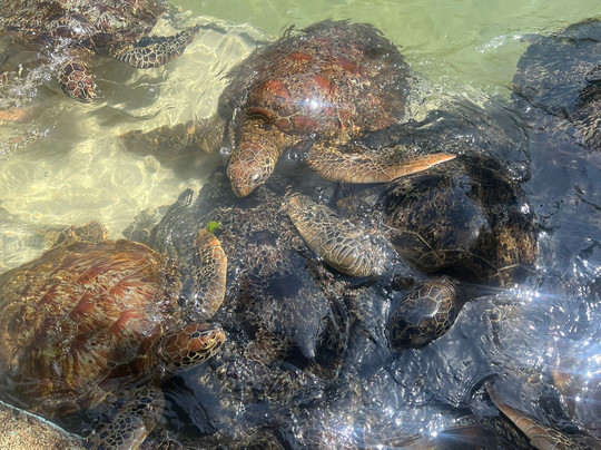 Nungwi Mnarani Aquarium-孥归必去景点