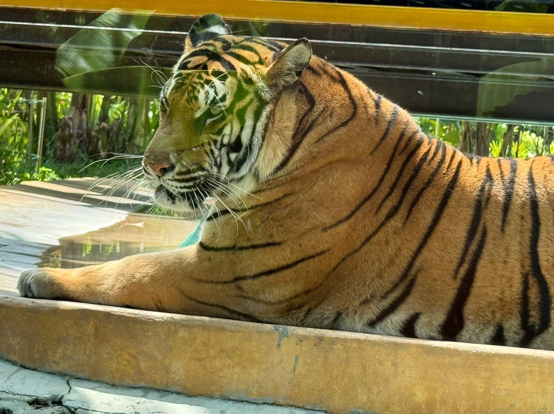 Tiger PARK Phuket-查龙必去景点