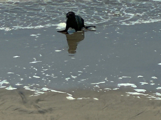 Pebble Beach-斯瓦科普蒙德必去景点