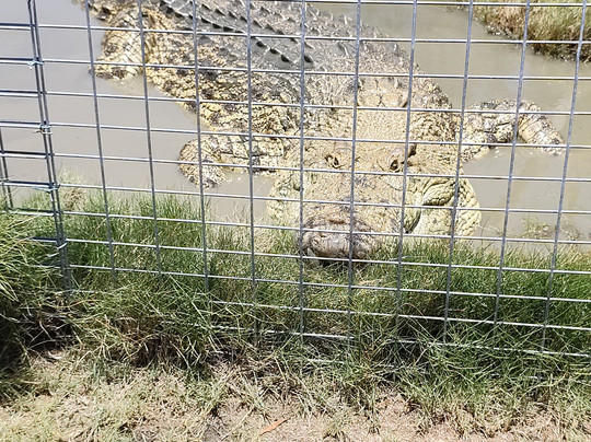 Koorana Crocodile Farm-Coowonga必去景点