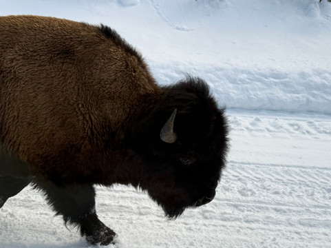 Yellowstone Expeditions-西黄石镇必去景点