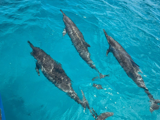 Lancha Noronhamar-费尔南多-迪诺罗尼亚群岛必去景点