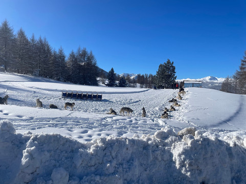 The Husky Experience Sestriere-Sestriere必去景点