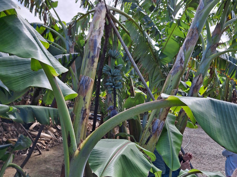 La Rekompensa Mundo del Plátano-Arucas必去景点