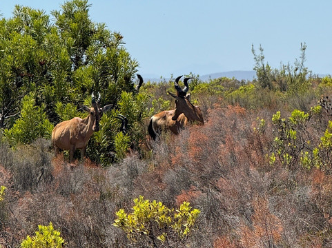 Bontebok National Park-斯韦伦丹必去景点