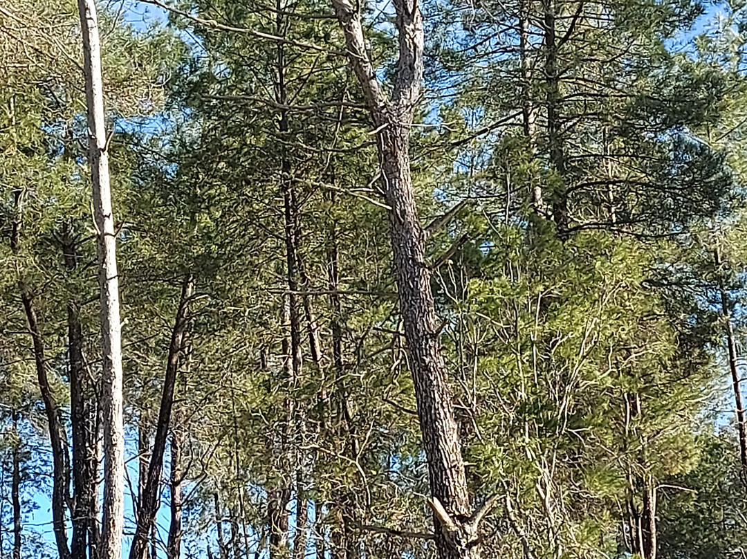 Birding Naturaleza-Plasencia必去景点