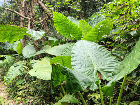 Aroma Viet Nam Travel-Cat Ba Town必去景点