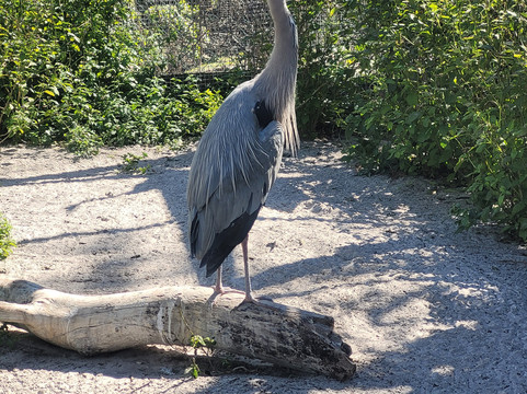 Save Our Seabirds-萨拉索塔必去景点