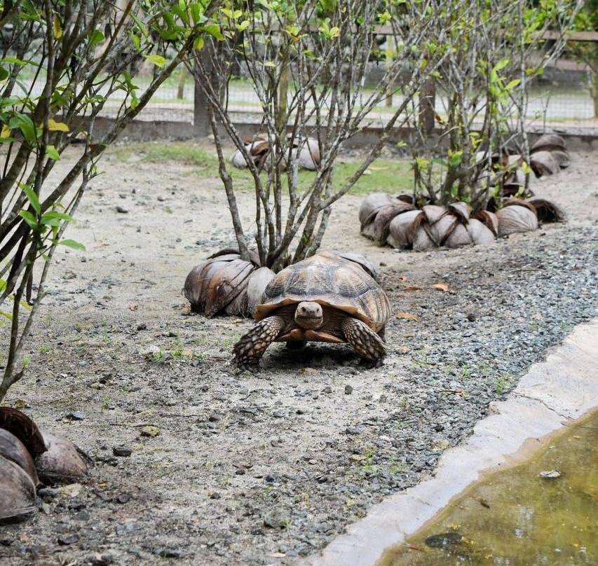 South Farm Panglao- Bohol-Panglao必去景点