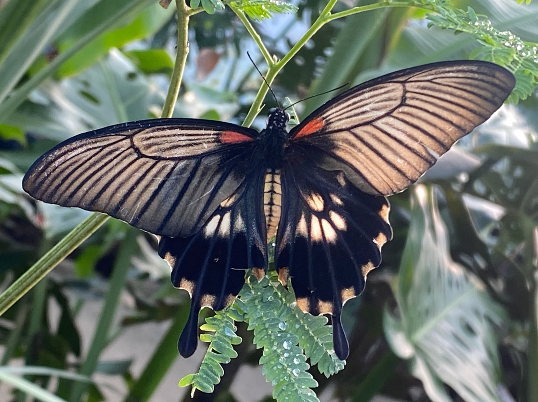 Butterfly Gardens @ Middleton Common Farm-Westmeston必去景点