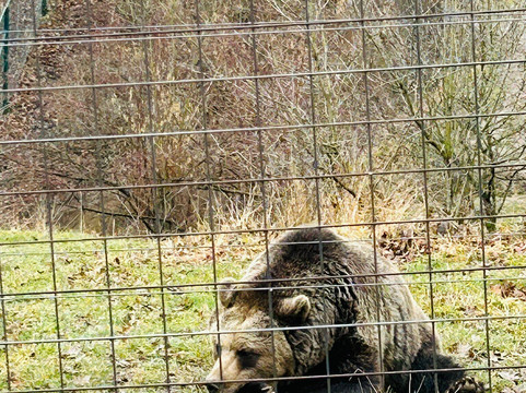 Libearty Bear Sanctuary Zarnesti-Zarnesti必去景点