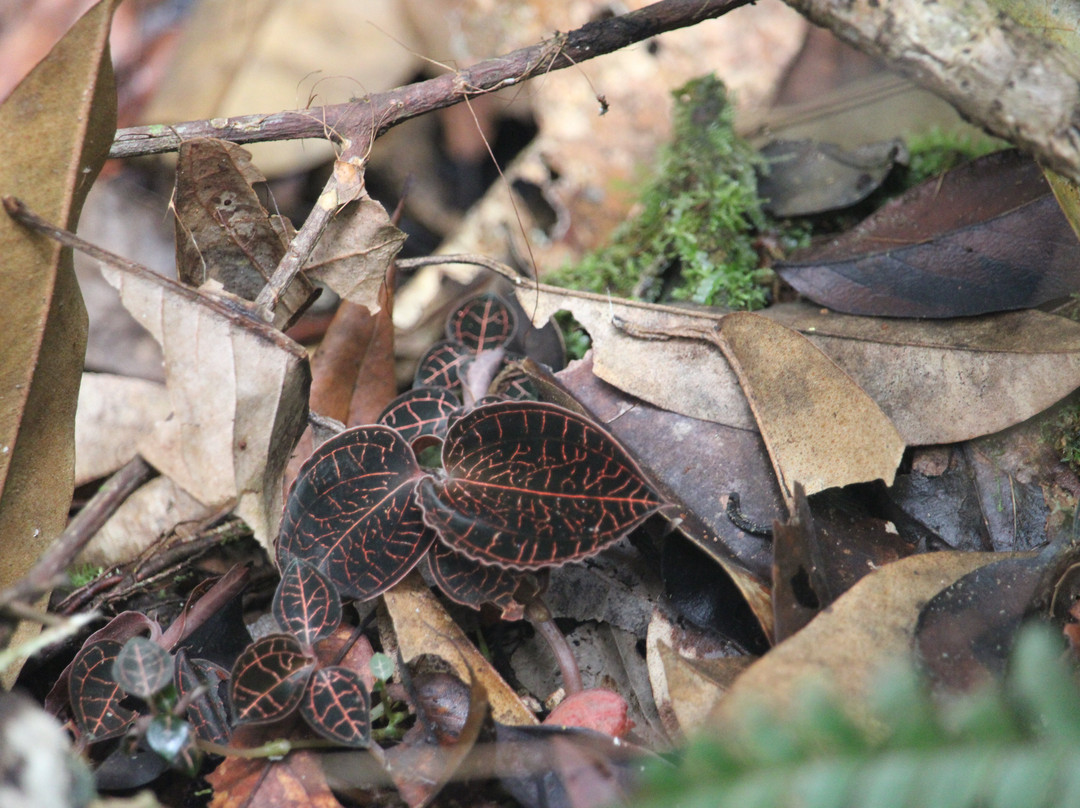 Sinharaja Rainforest Kurulugala Entrance-Viharahena必去景点