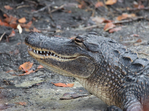 Merritt Island National Wildlife Refuge-Merritt Island必去景点