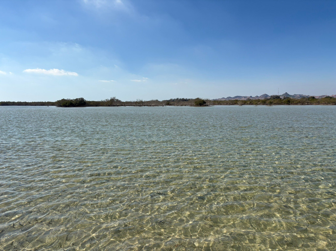 Sir Bani Yas Cruise Beach-萨巴尼亚岛必去景点