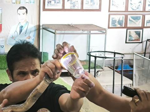 Cobra Show Thailand-苏梅岛必去景点