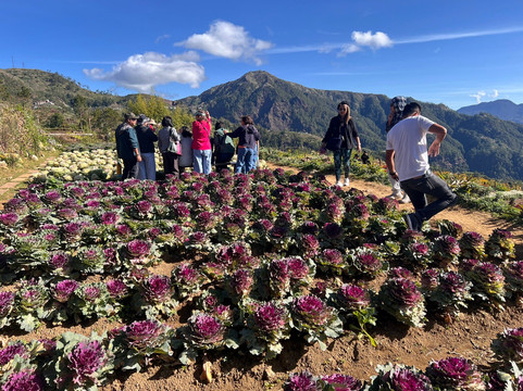 Northern Blossom Flower Farm-Atok必去景点