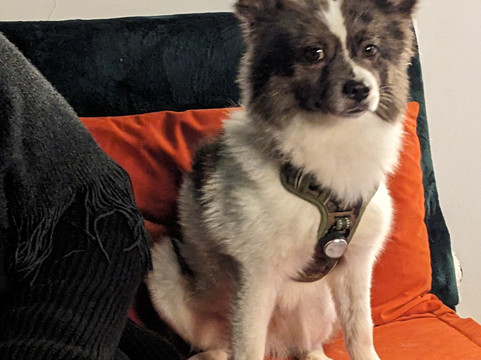 Cuddly Colony-布莱顿必去景点