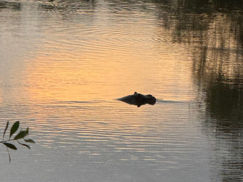 Karongwe Private Reserve-霍德斯普鲁特必去景点