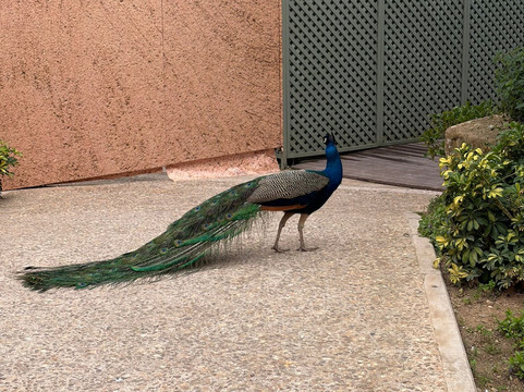 Chellah Rabat-拉巴特必去景点