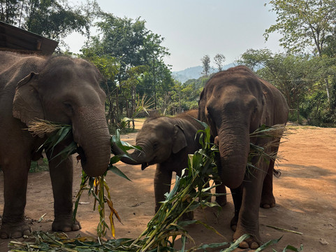 Mike's Authentic Trekking-清迈必去景点