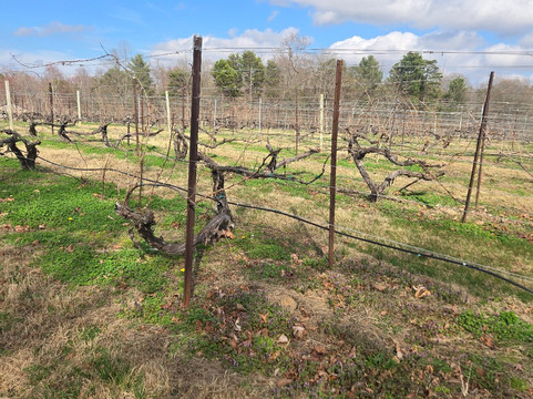 Hanover Park Vineyard-Yadkinville必去景点
