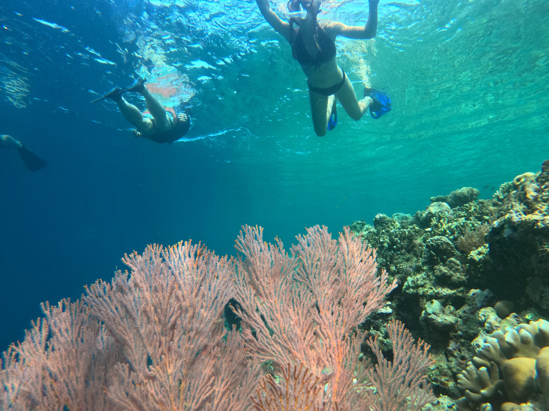 Snorkeling Diving Menjangan-Menjangan Island必去景点