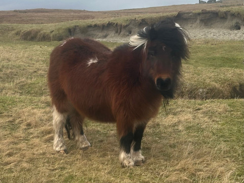 Shetland Nature-Unst必去景点