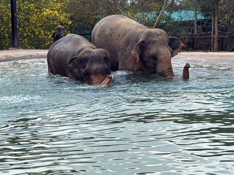 Samui Elephant Sanctuary-波普特必去景点