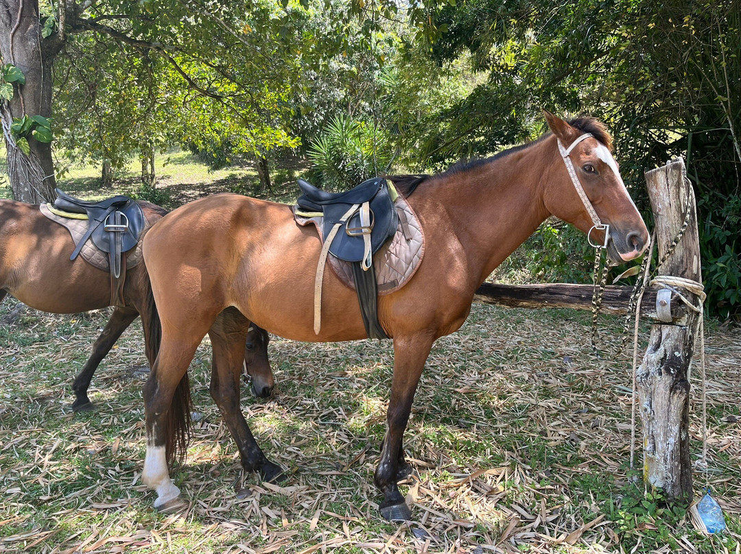 Ranch Jack-Trois-Ilets必去景点