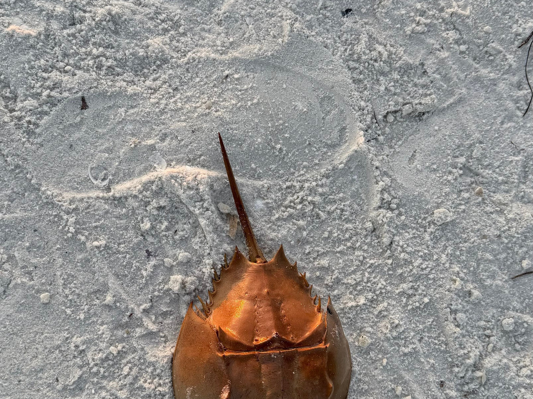 Spongeorama Sponge Factory-塔彭斯普林斯必去景点