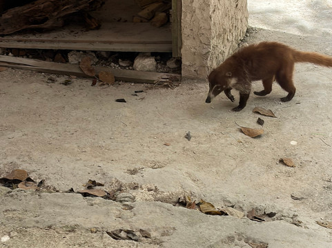 KUZÁ Beach & Adventure Park - Cozumel-考祖梅必去景点