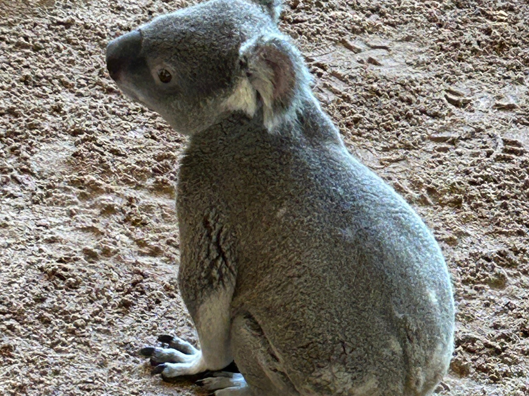 Sydney Zoo-布莱克敦必去景点