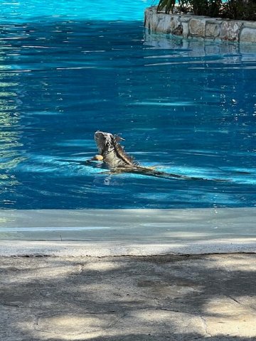 伊施卡瑞特西方度假酒店-全包式-泳池