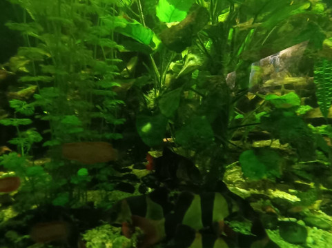 Tiergarten Ulm-乌尔姆必去景点