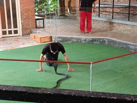 Nha Trang Snake Show-芽庄必去景点