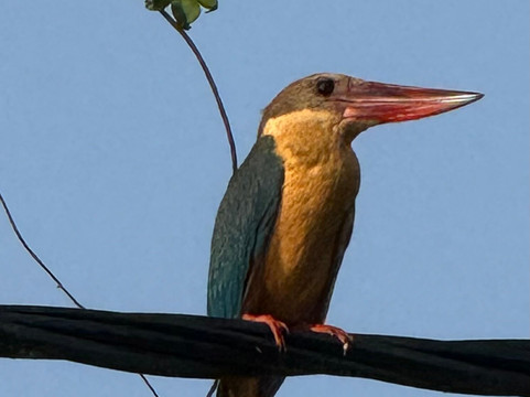 Spice Coast Cruises-阿拉普扎必去景点