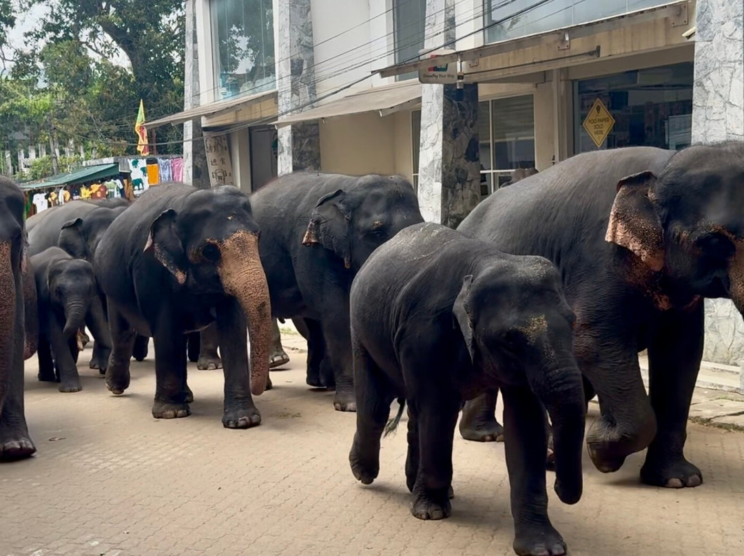 Wicky Tours Sri Lanka-尼甘布必去景点