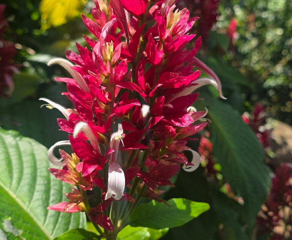 Waimea Botanical Gardens, Oahu-哈雷瓦必去景点