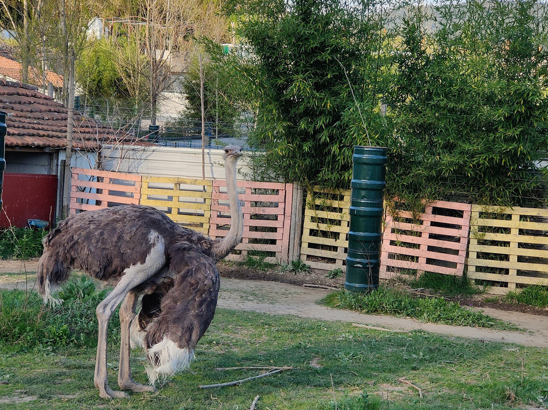 Quinta Pedagógica Quinta das Manas-吉马良斯必去景点