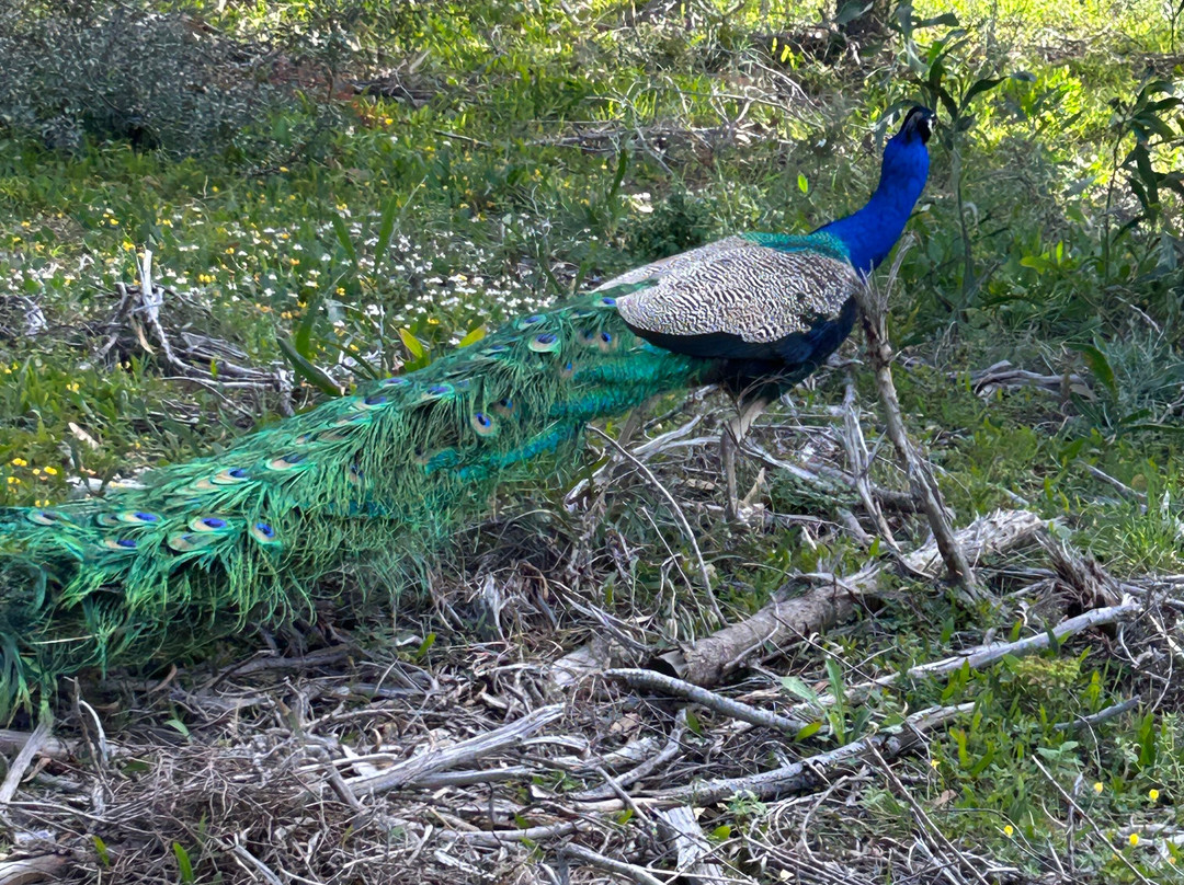 Kallithea Cats-Kallithea必去景点