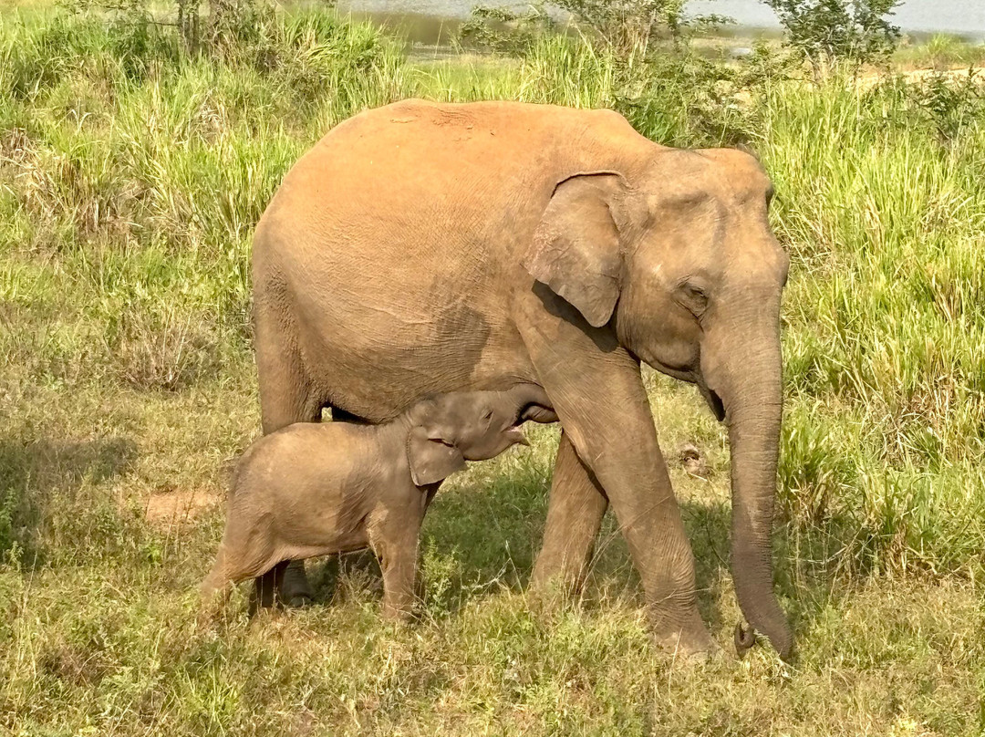 Kaudulla & Minneriya Friendly Jeep Safari-哈巴拉娜必去景点