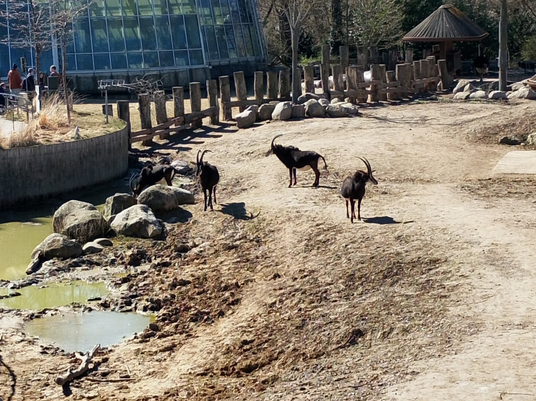 哥本哈根动物园-腓特烈堡必去景点