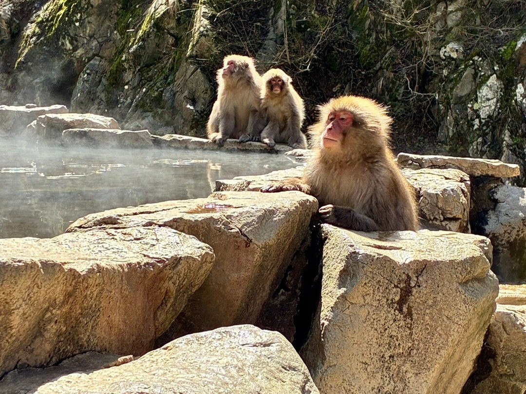 地狱谷雪猴公园-山之内町必去景点